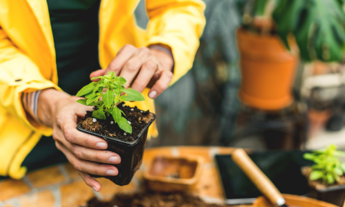 Holding garden plant